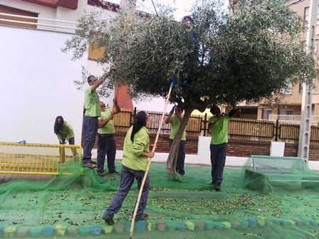 LOS ALUMNOS DE LA ESCUELA TALLER «SURCOS» RECOGEN LAS ACEITUNAS DE LOS OLIVOS MUNICIPALES