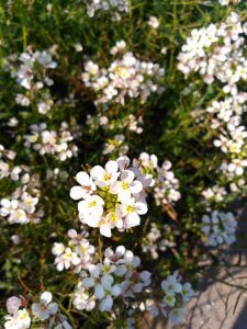 IMG_20170315_094203